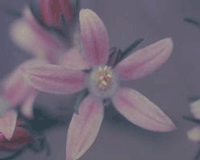 philotheca.gif