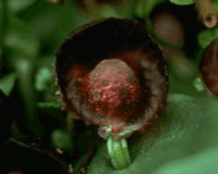 redhelmit.gif