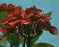 redsuvi.gif