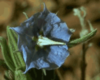 roughblue.gif