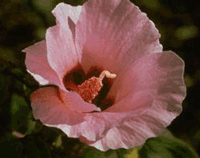 sturtdesertrose.gif