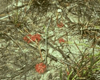 sundew.gif