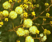 sunshinewattle.gif