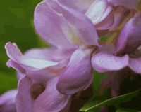 wisteria.gif