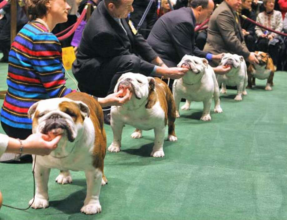 Участие в выставке собак. На выставке собак. Собачья выставка. Английский бульдог на выставке. Выставочные собаки.