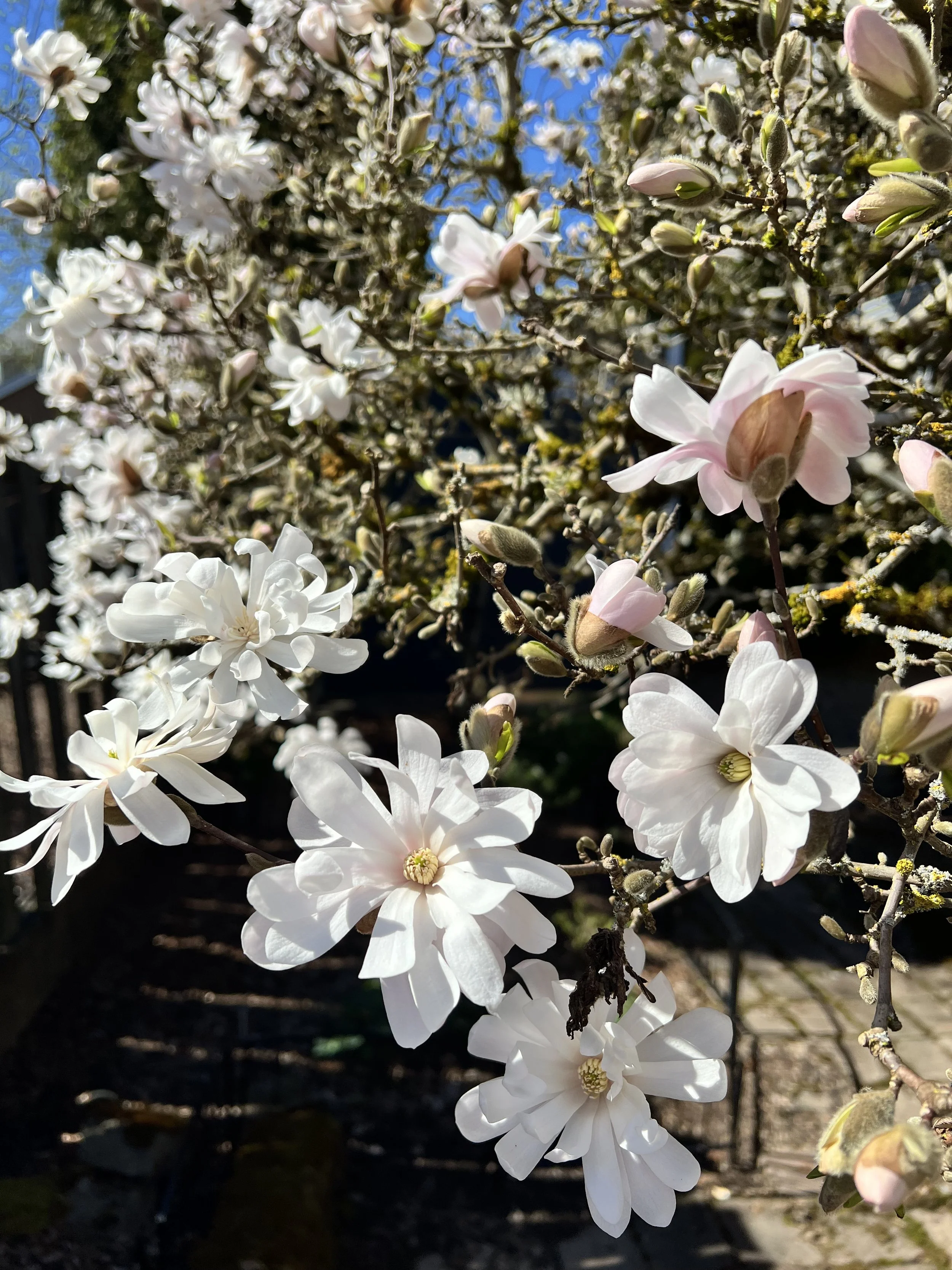 WLSW: Adjusting a Circular Collar So It Won't Stretch Out! 