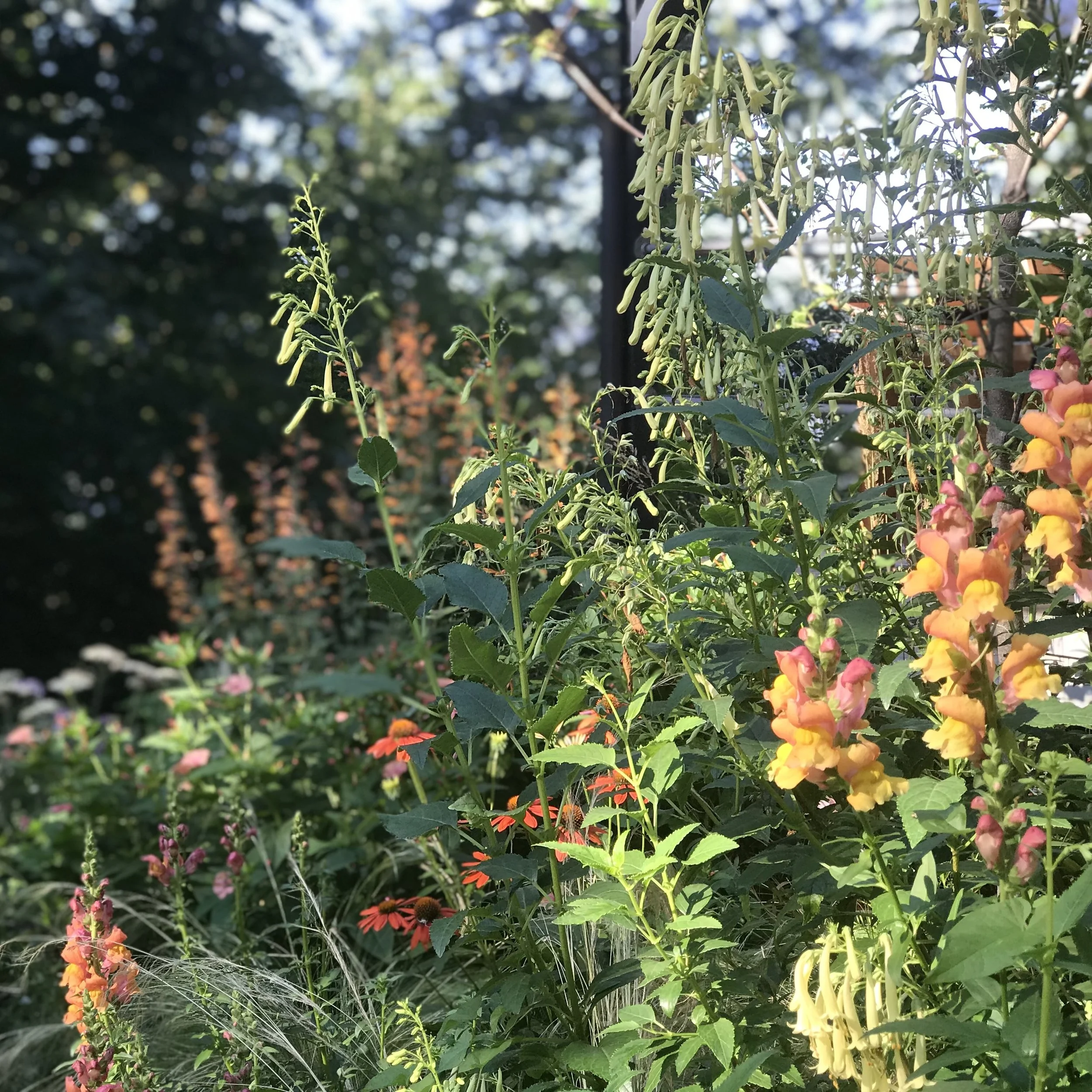 Perennial Garden