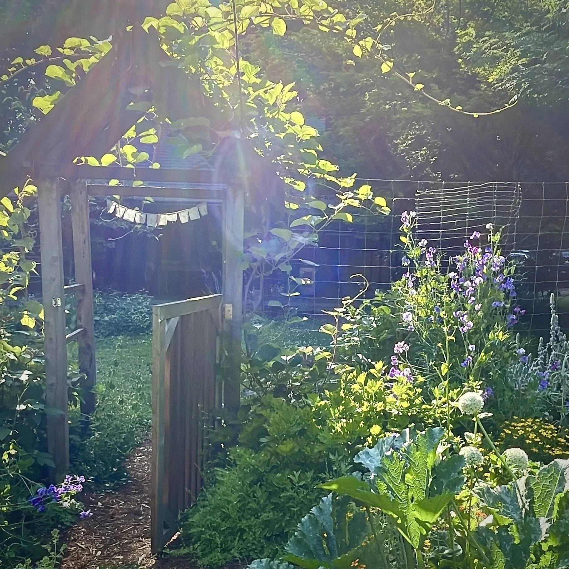 Kitchen Garden