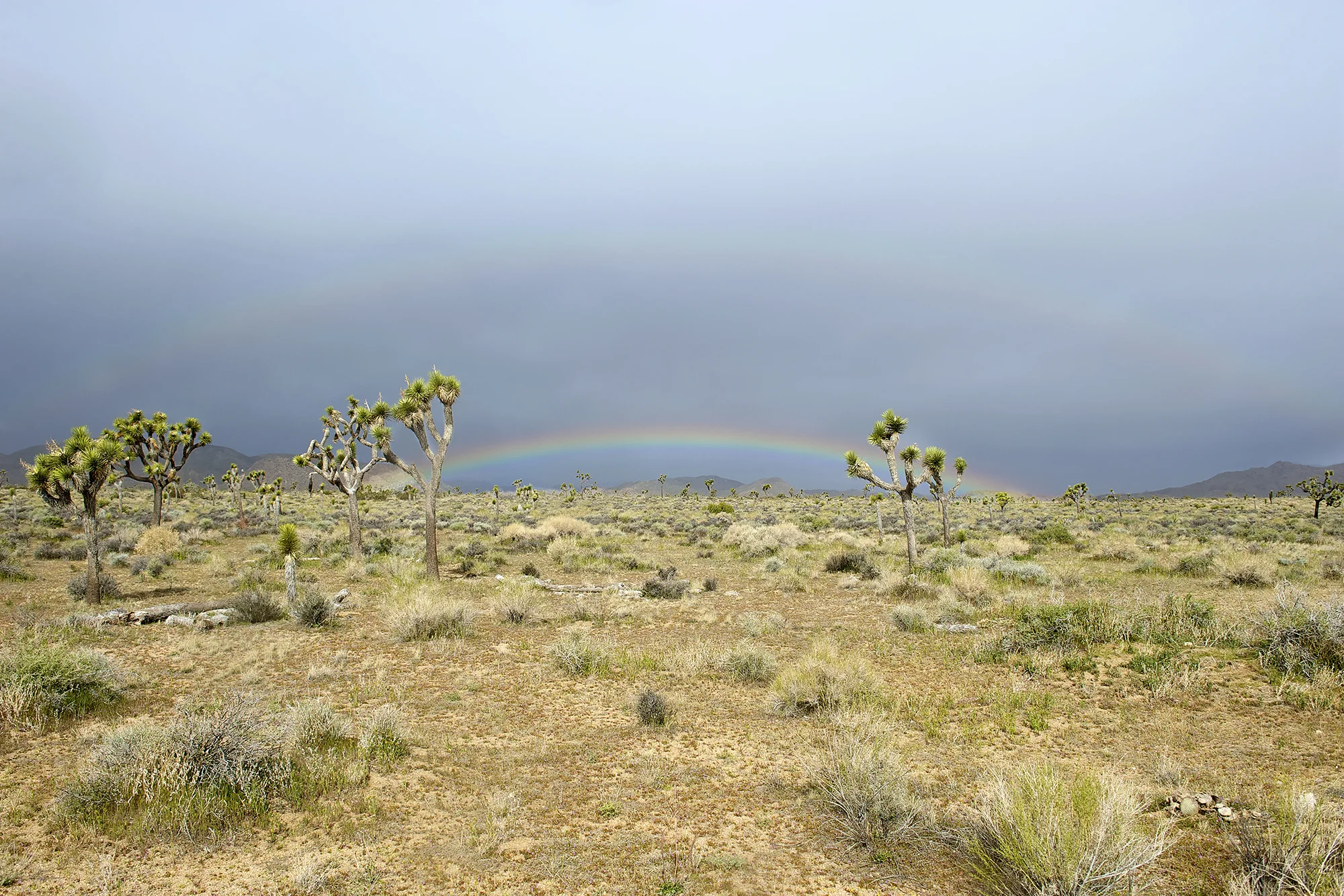 Joshua_Tree_rainbow.jpg