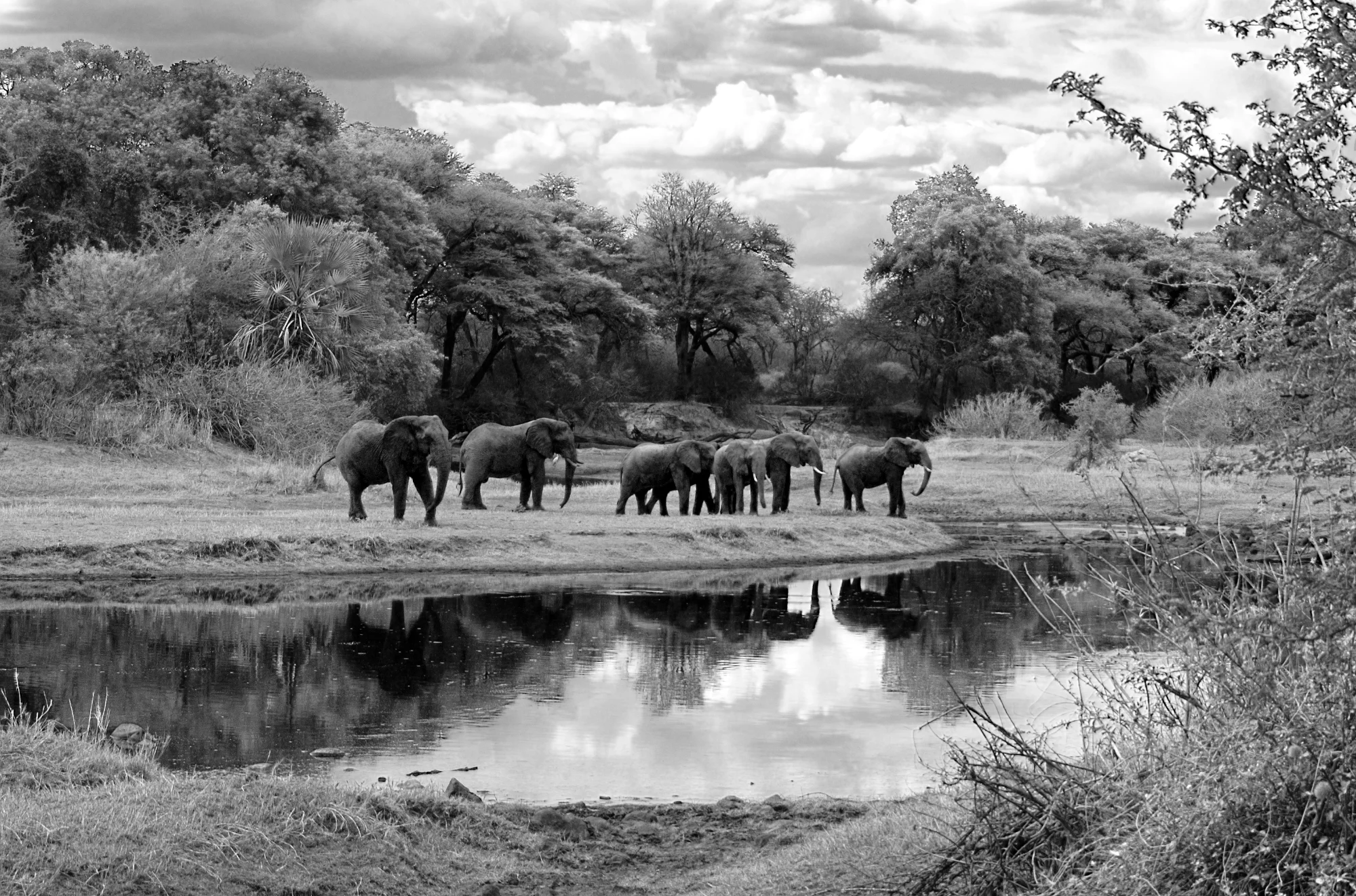 Ruaha River.jpg