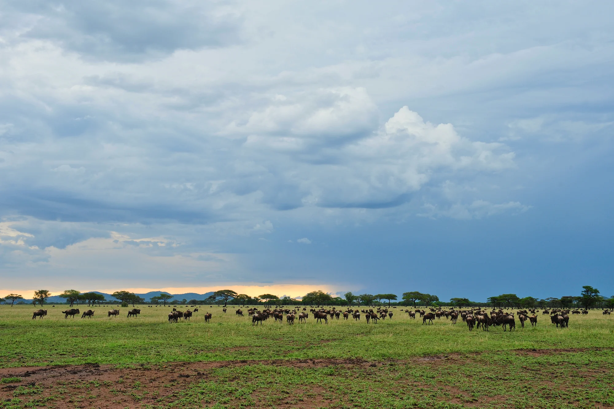 Serengeti_2_478.jpg