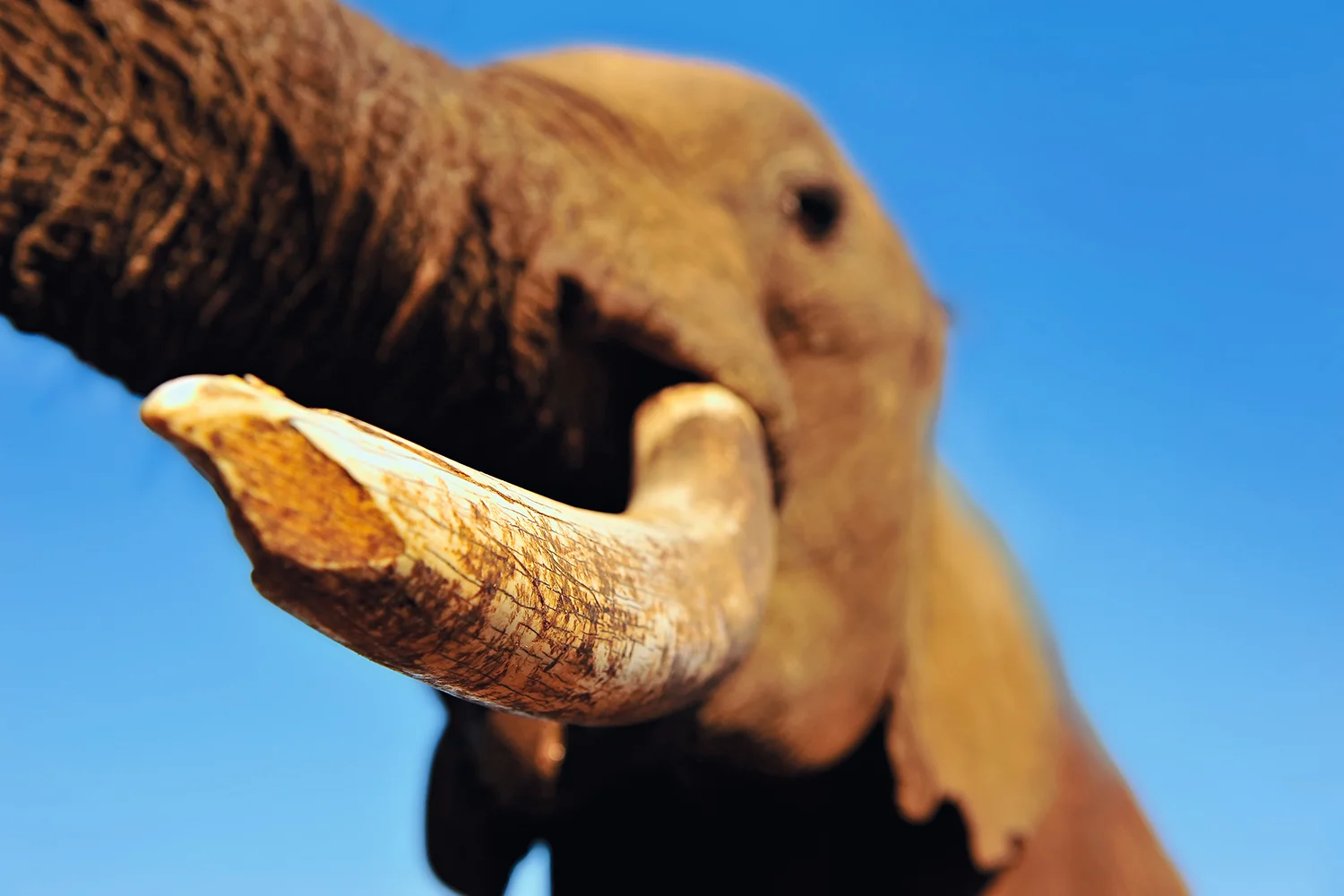 Tembo.jpg