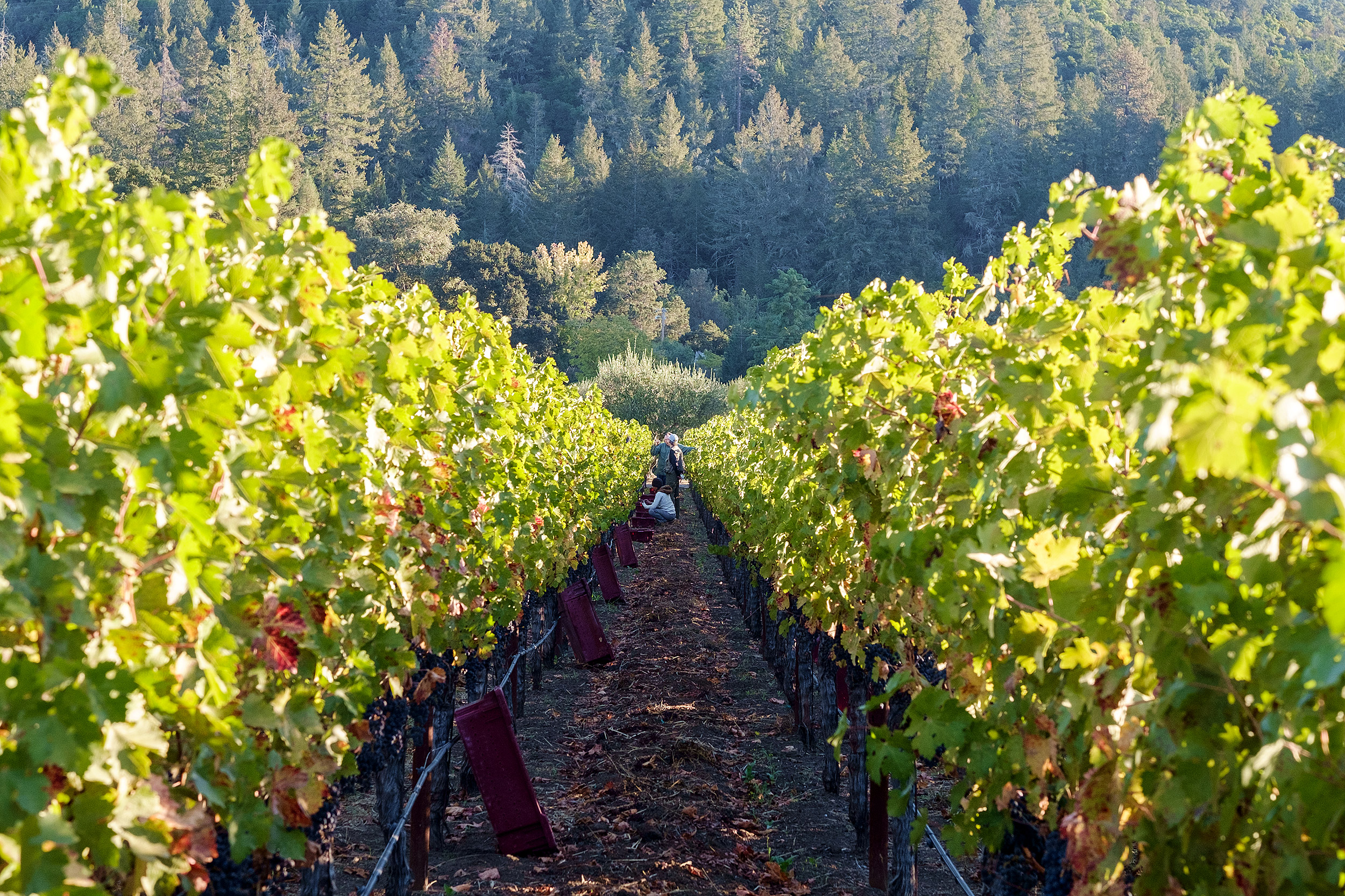 Covey_Rise_Napa_0216.jpg