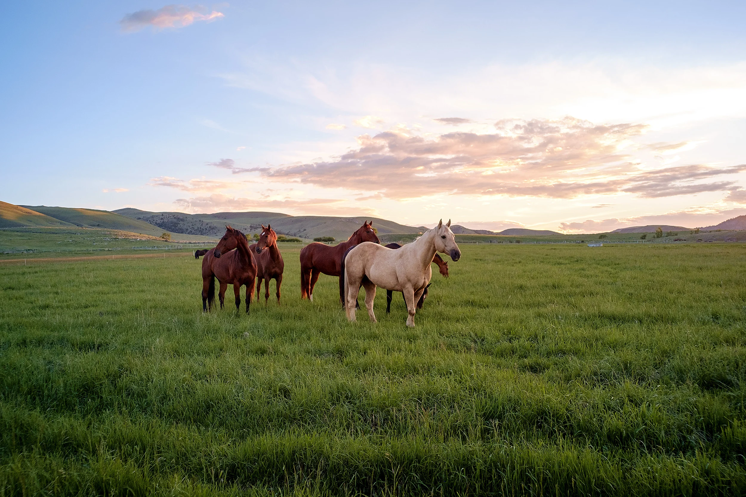 Montana_June_2015_0737.jpg