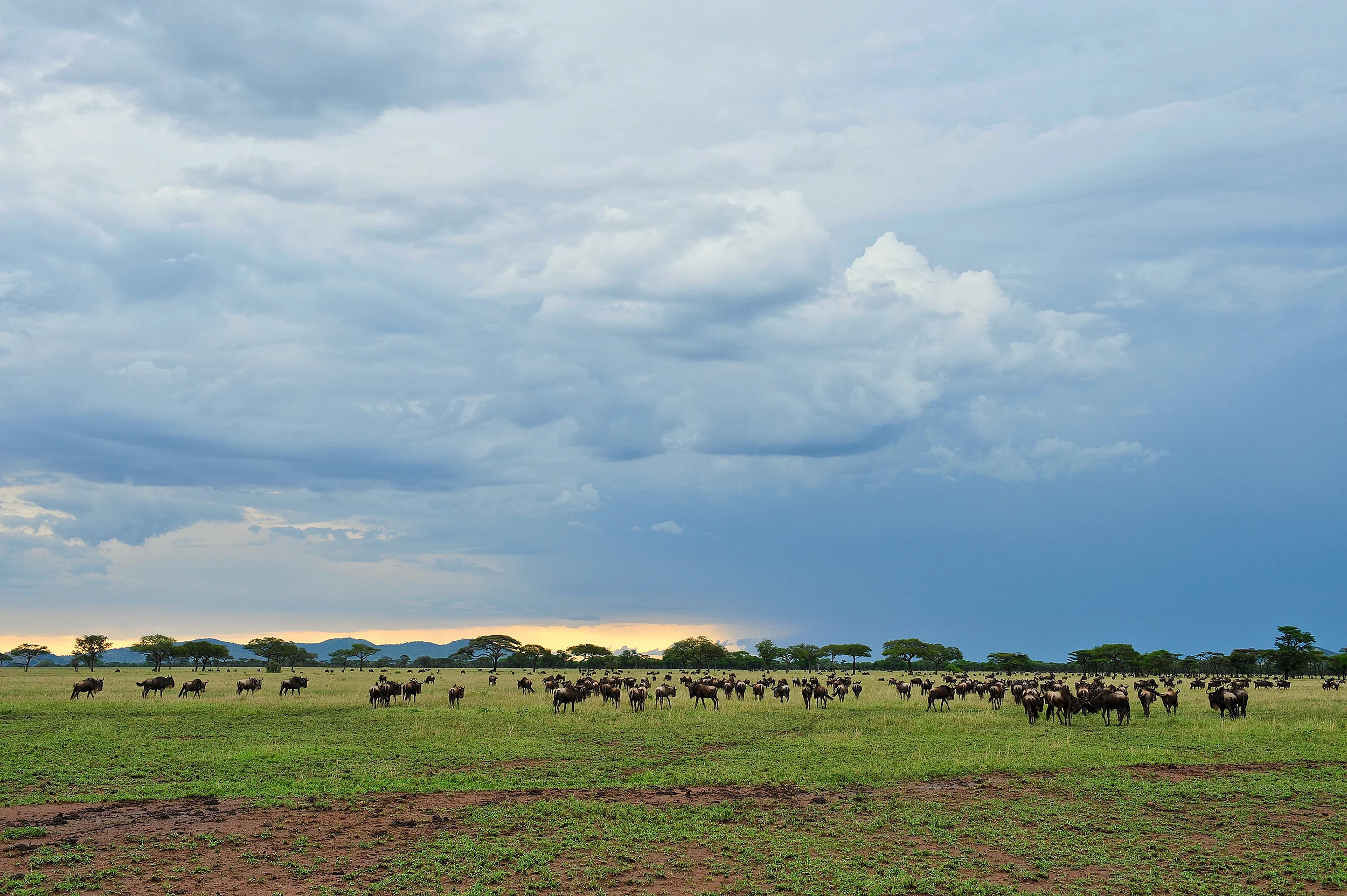 Serengeti_2_478.jpg