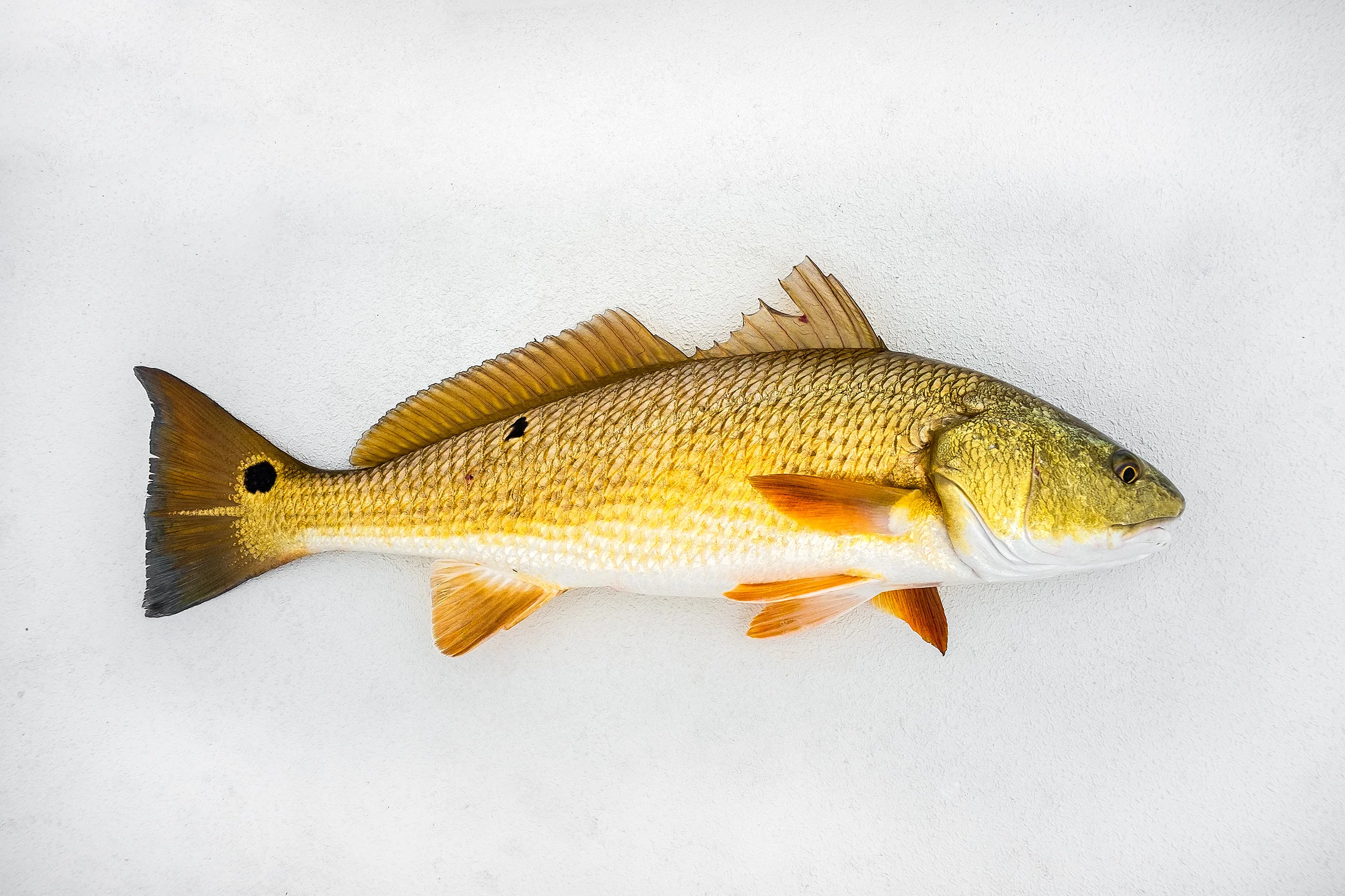 2014_LA_Redfish_TS_0940.jpg