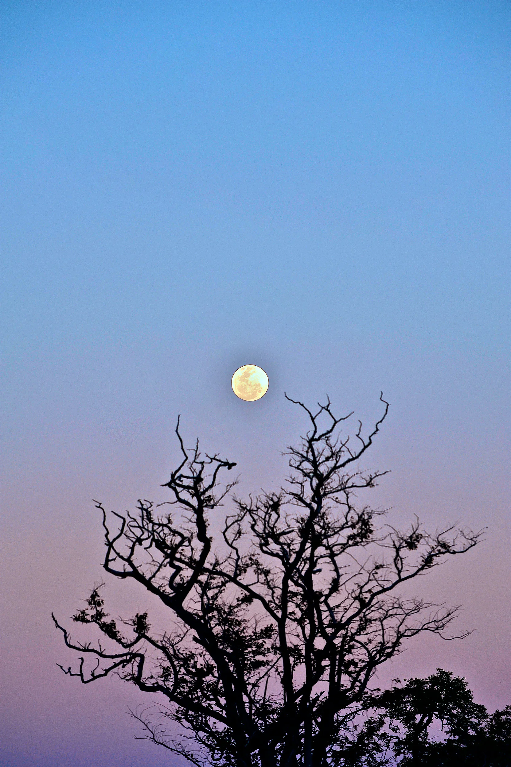 Botswana_BB_523.jpg