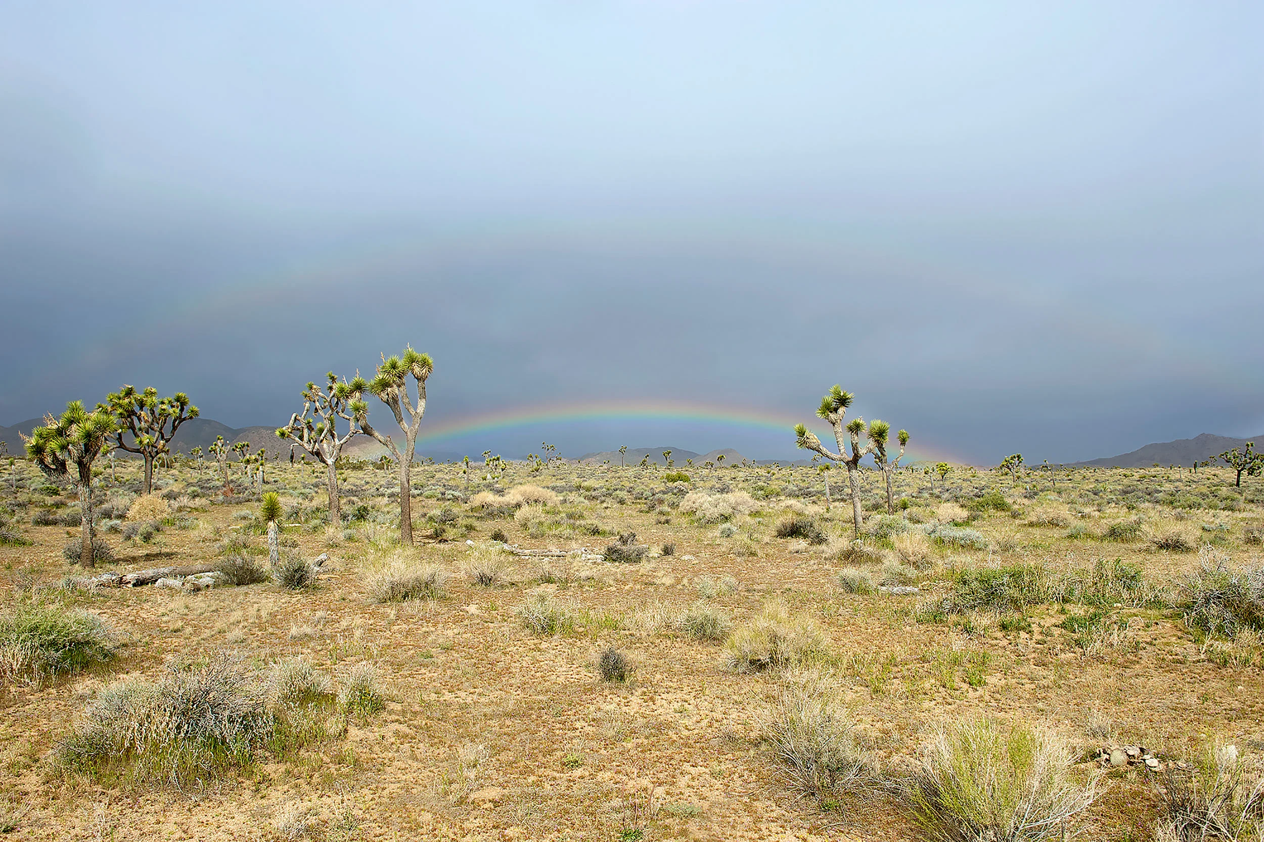Joshua_Tree_rainbow.jpg