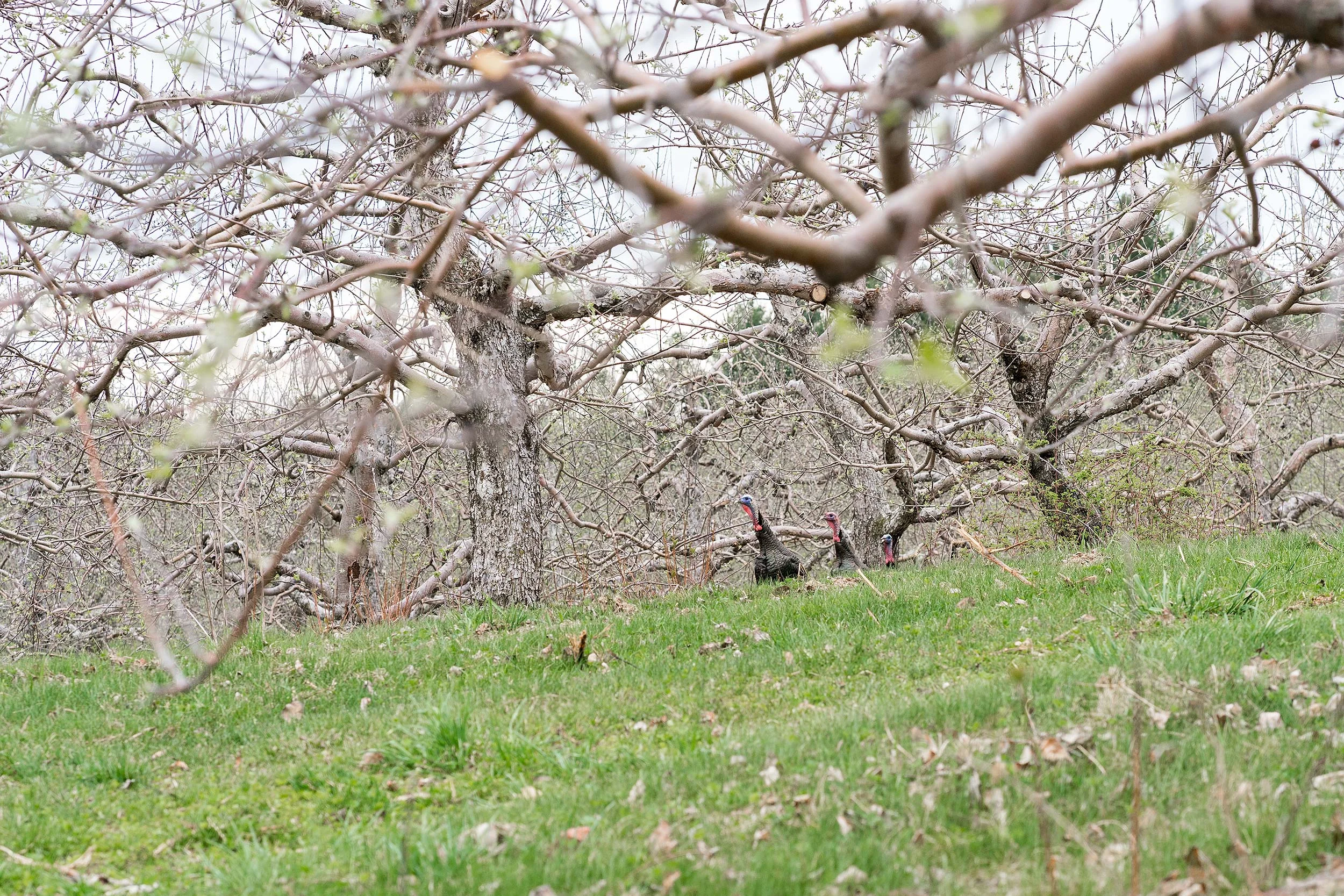 Ball_Buck_MA_4-16_0114.jpg