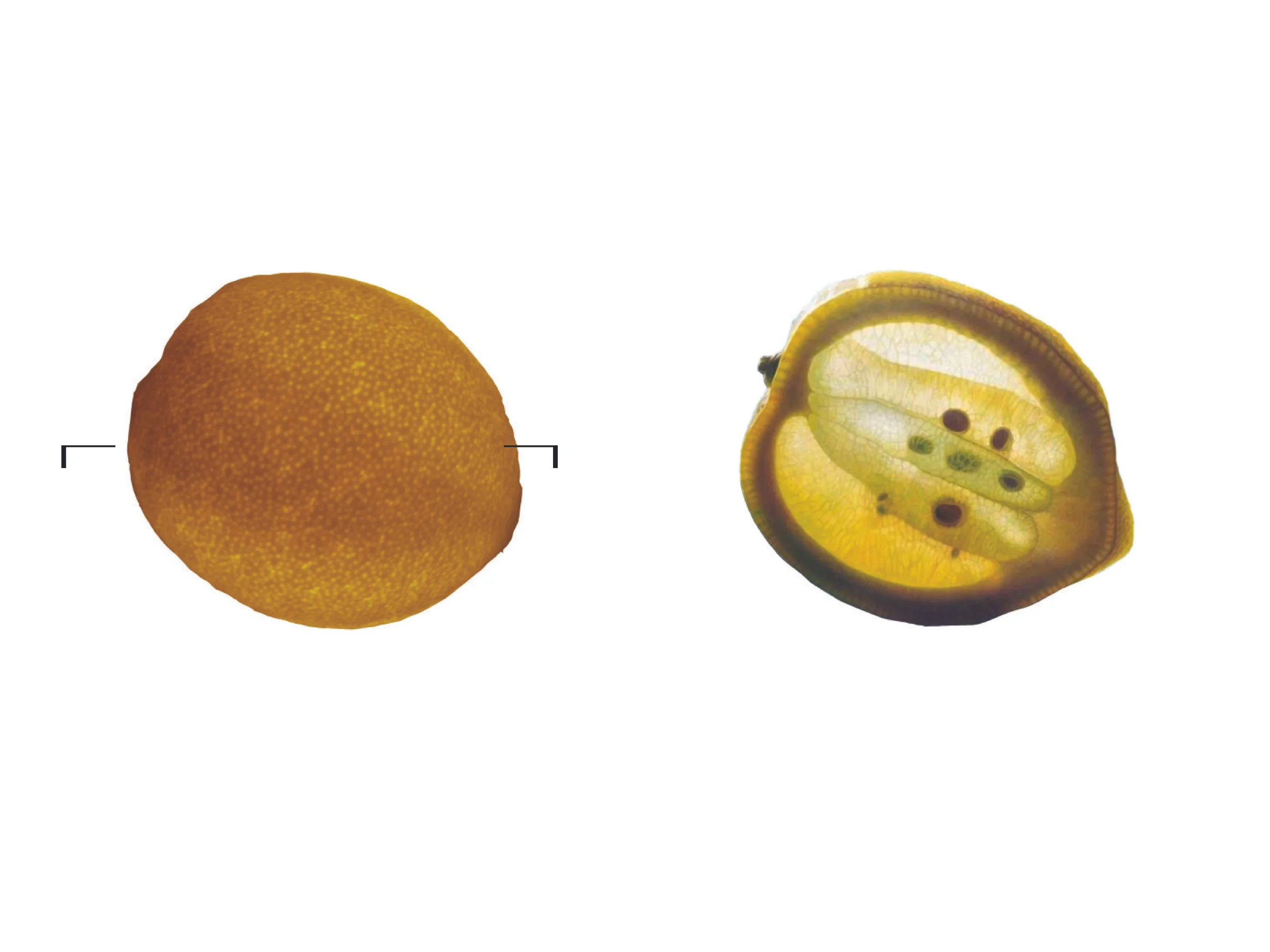 Lemon-Ref+Process-4.jpg