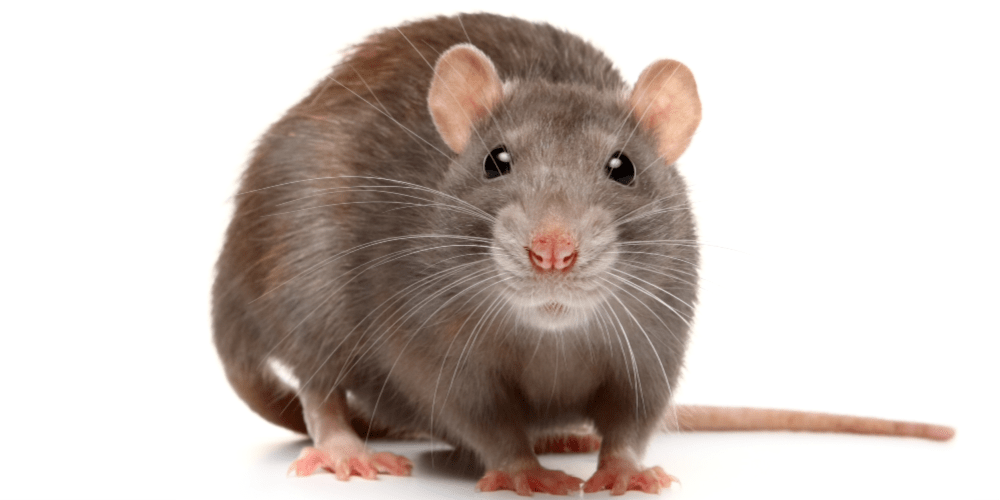 Rat-Control-Croach-Portland-OR-Brown-Rat-on-White-Background-1000x500.png