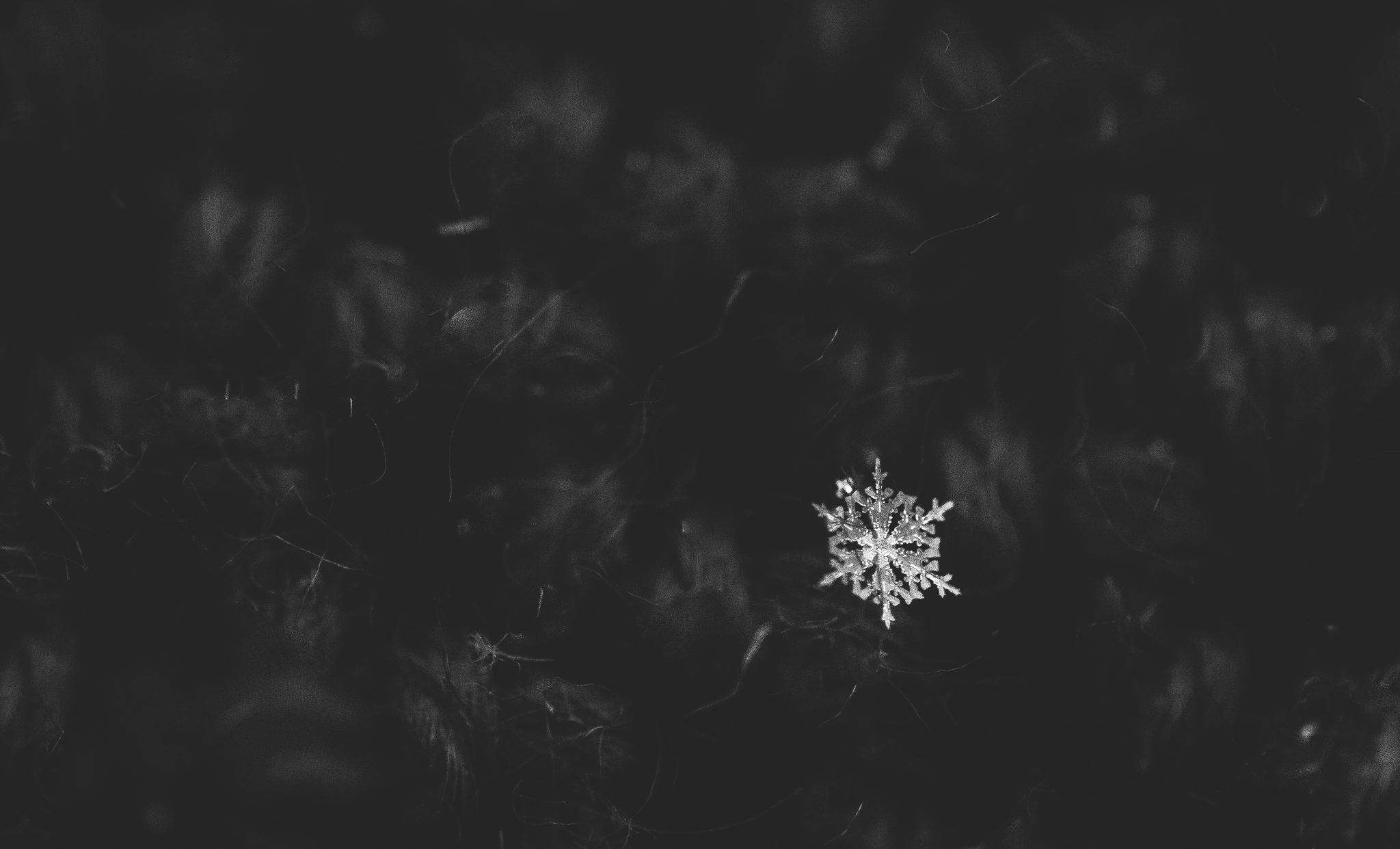 19/366 Snowflakes are just a BIT harder to photograph than I originally though. 