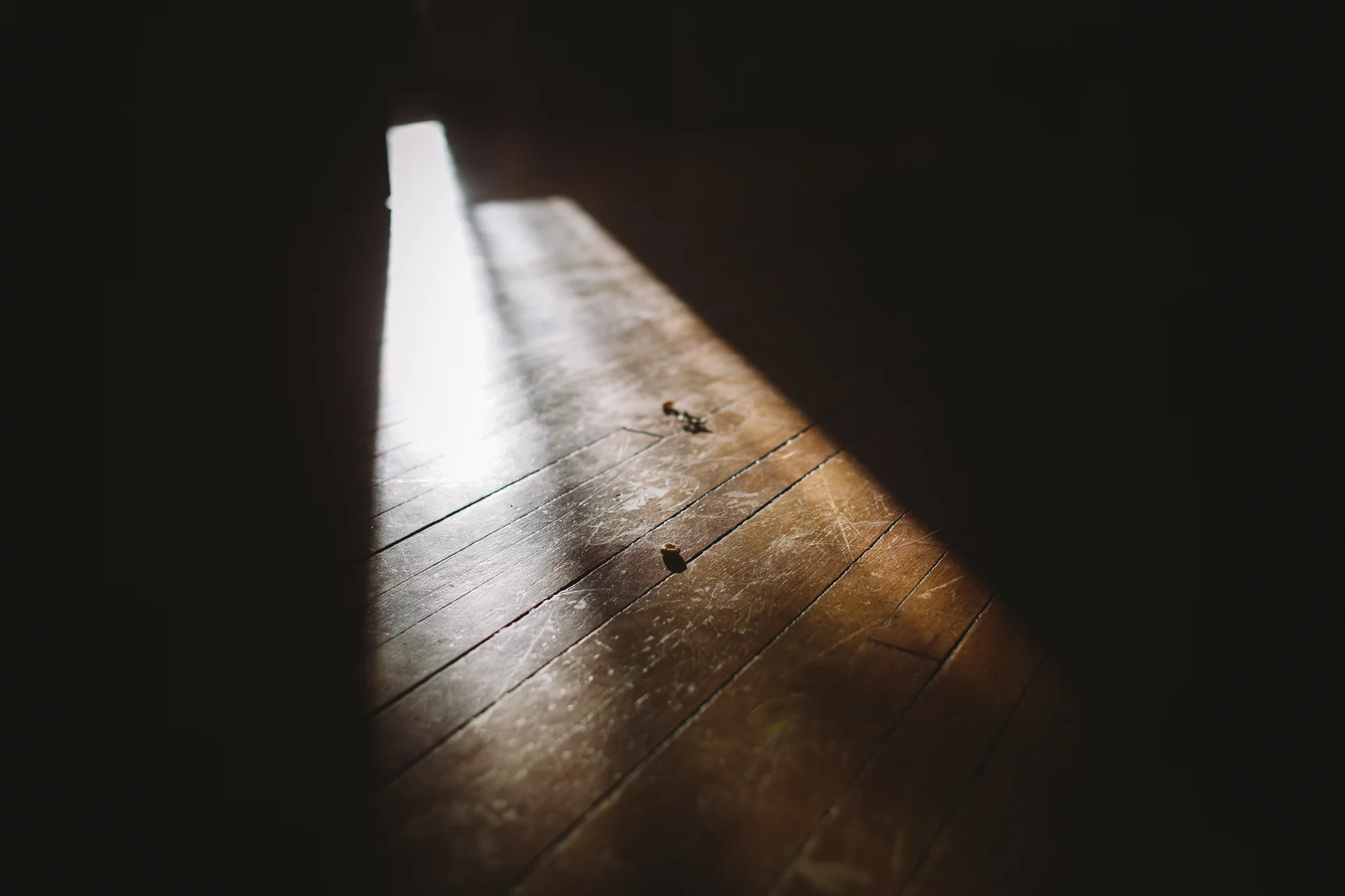 27/366 | I vacuumed and mopped the entire downstairs the day before. Not 12 hours later, you can find cheerios, dog hair, and clumps of suspicious unidentifiable objects on the floor.