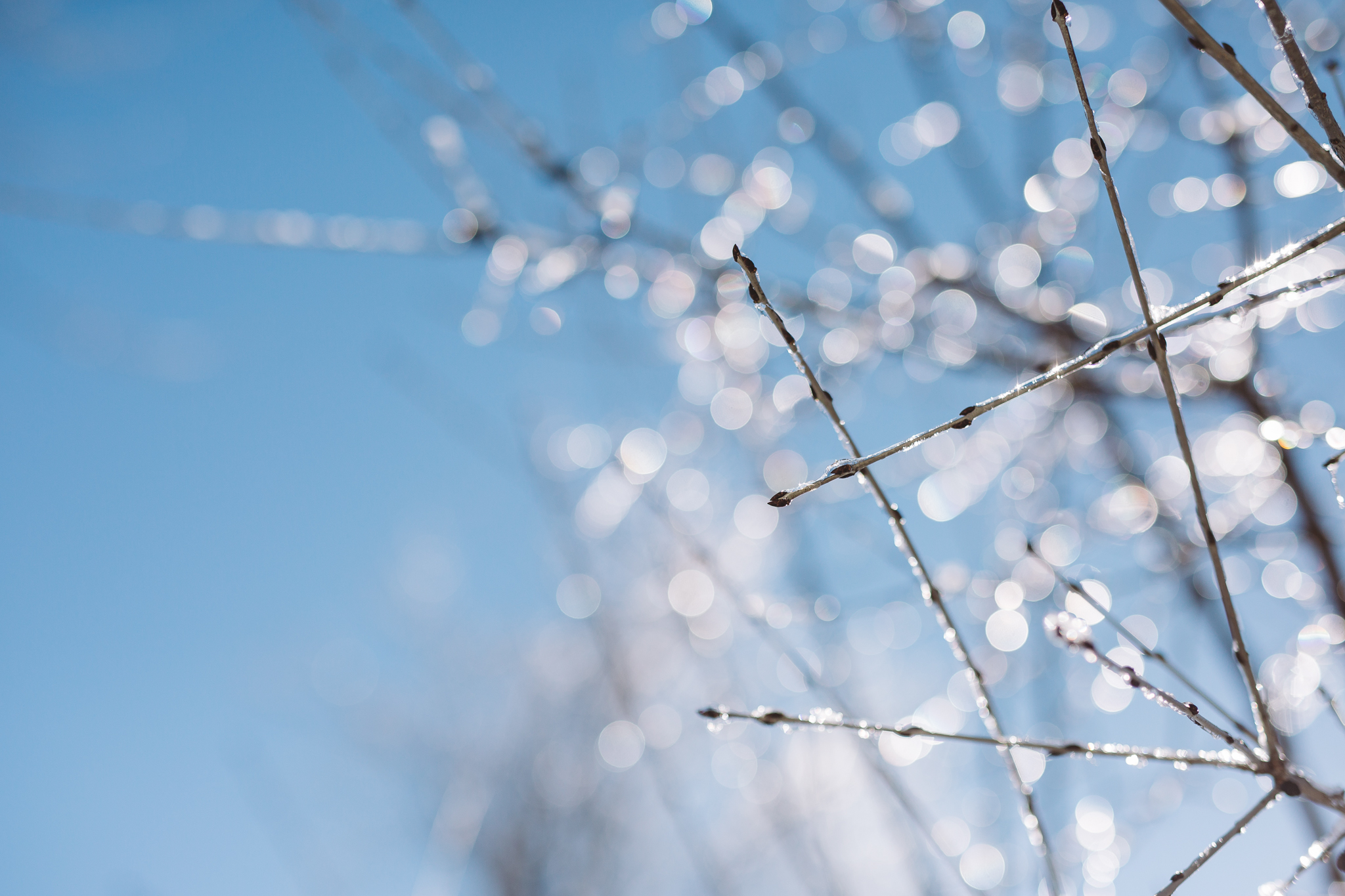 49/366 | Clearly I was on a "capture winter" kick. 