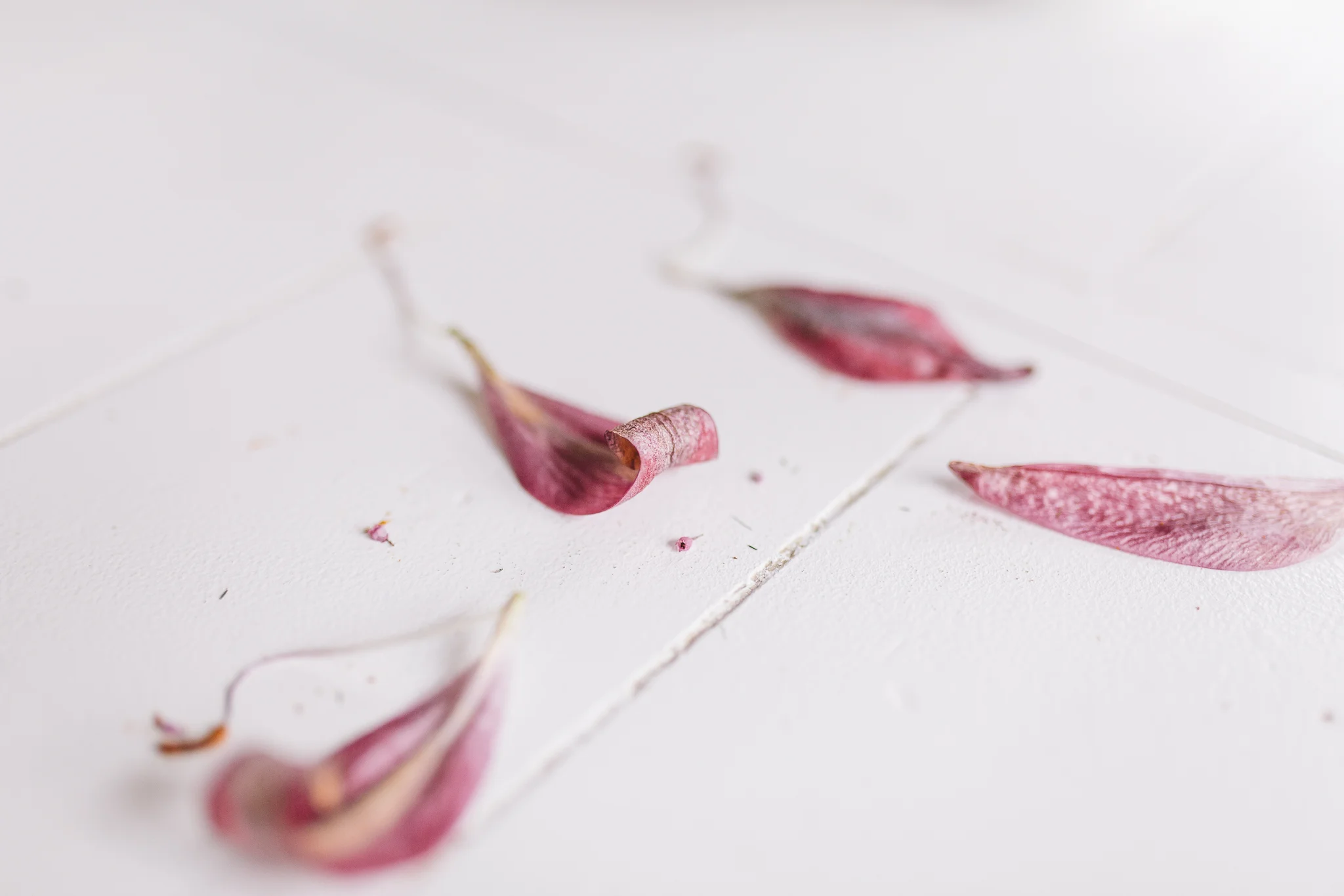 51/366 | My Valentine's flowers are still hanging on for the most part. 