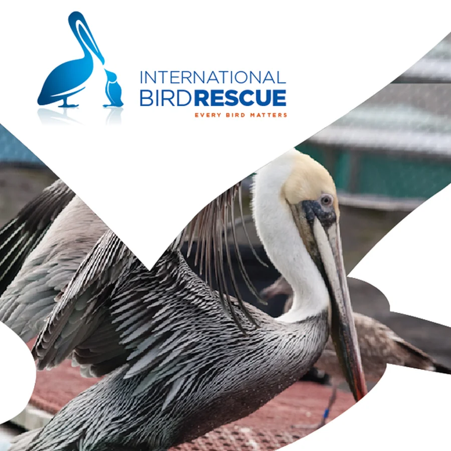 International Bird Rescue Brand Identity