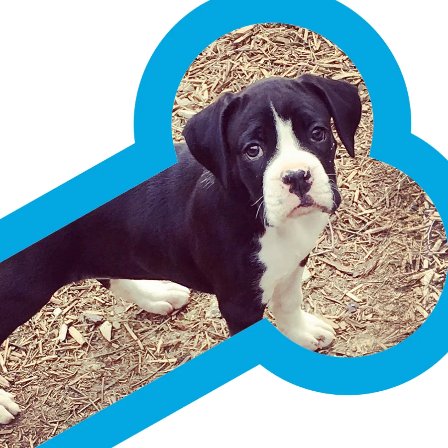 Dog Days Brand Identity
