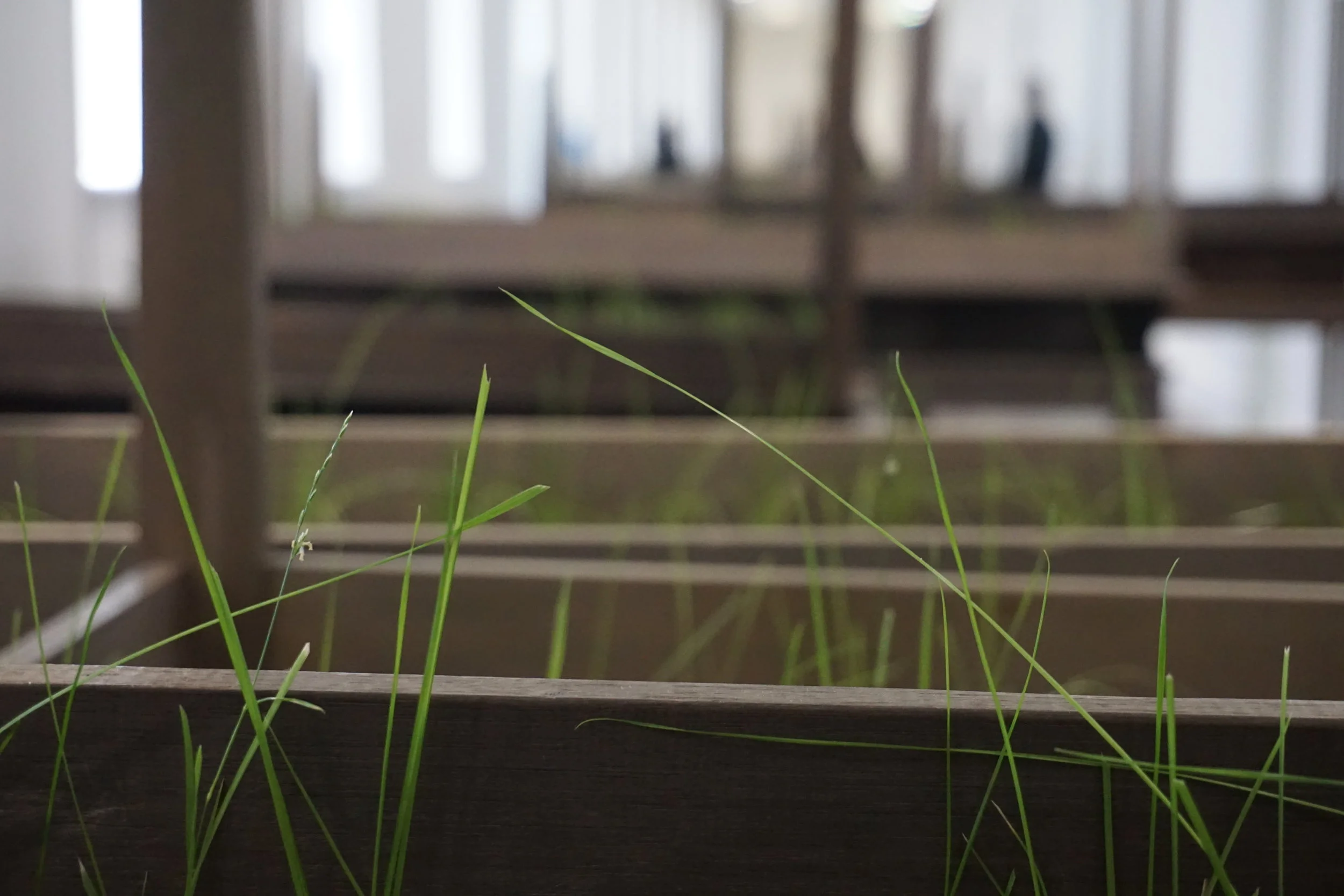 Doris Salcedo