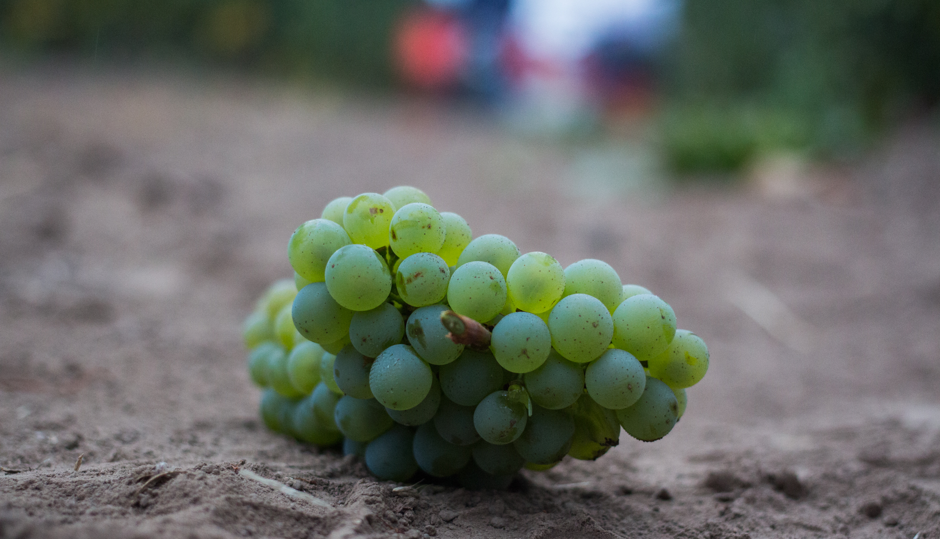 Grapes-1.jpg