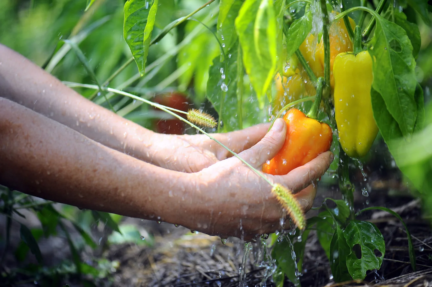 Our organic vegetable gardens & orchard