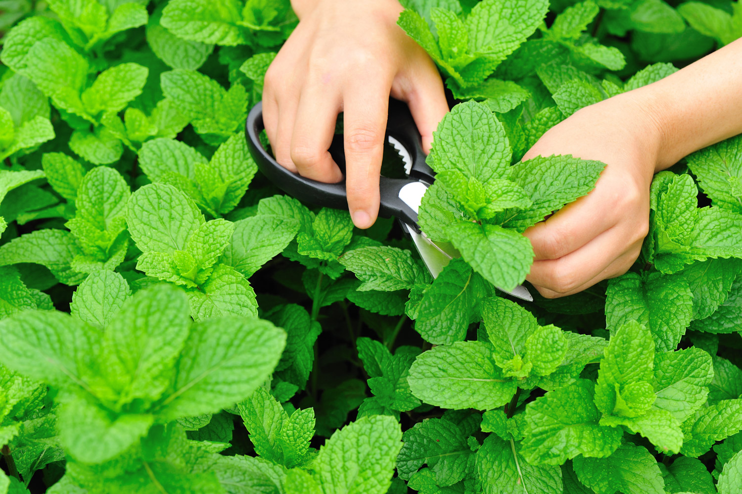 Chef's Organic Gardens