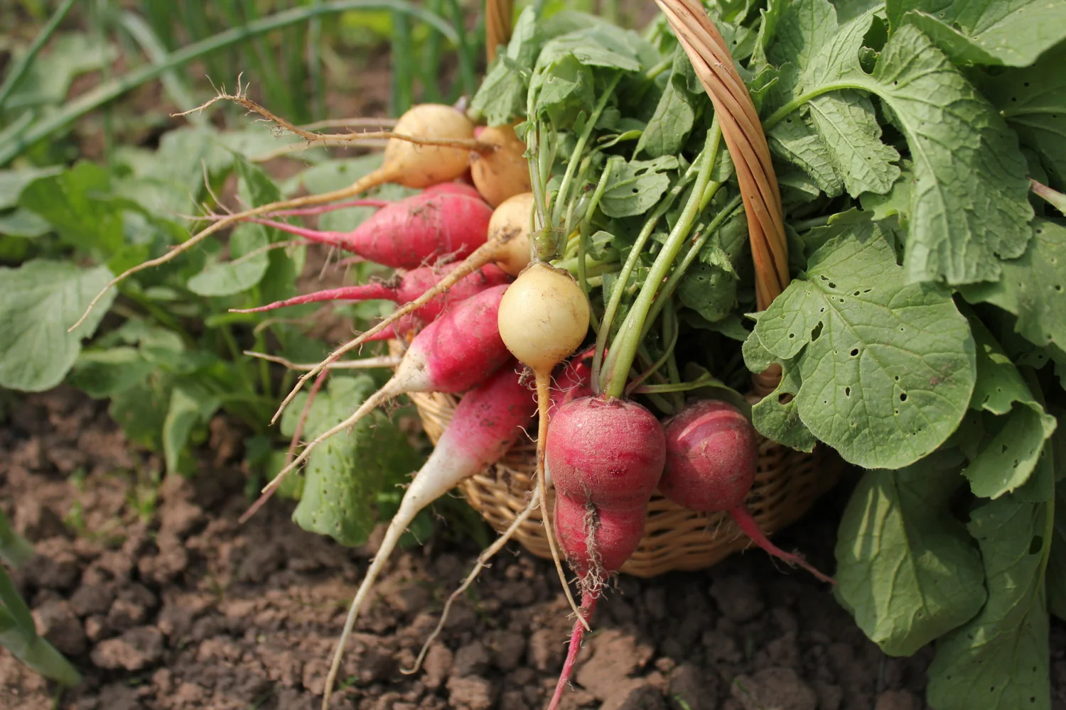 Fresh veggies from our gardens