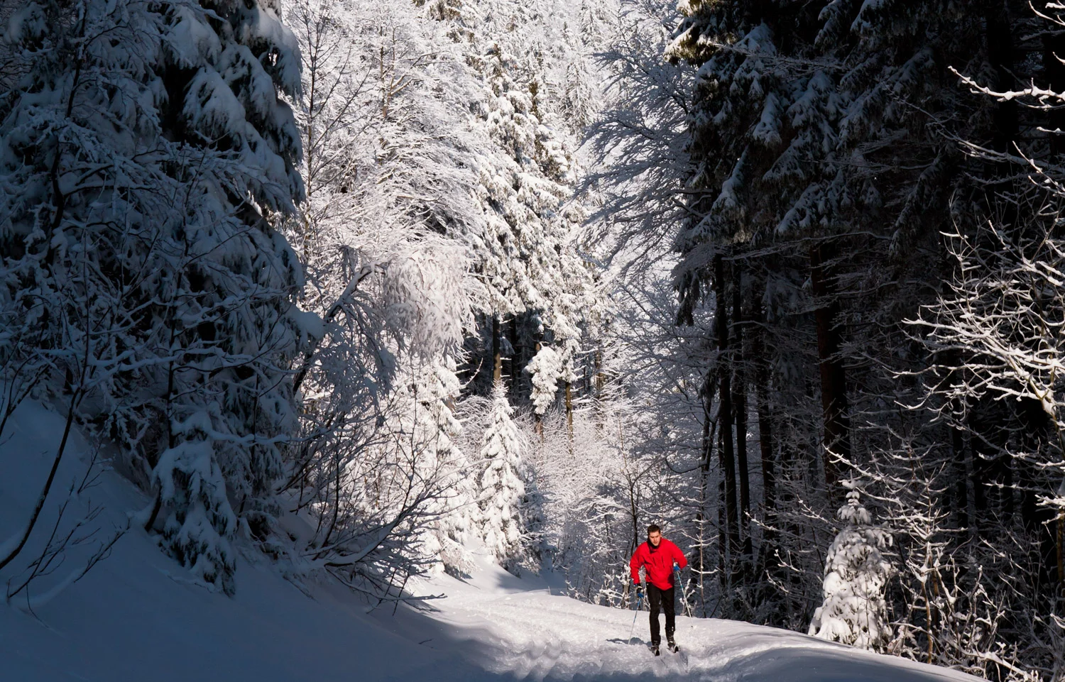 Traveling our Overlook trail on x/c ski's