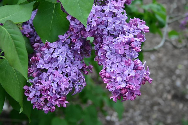 Lilacs!  