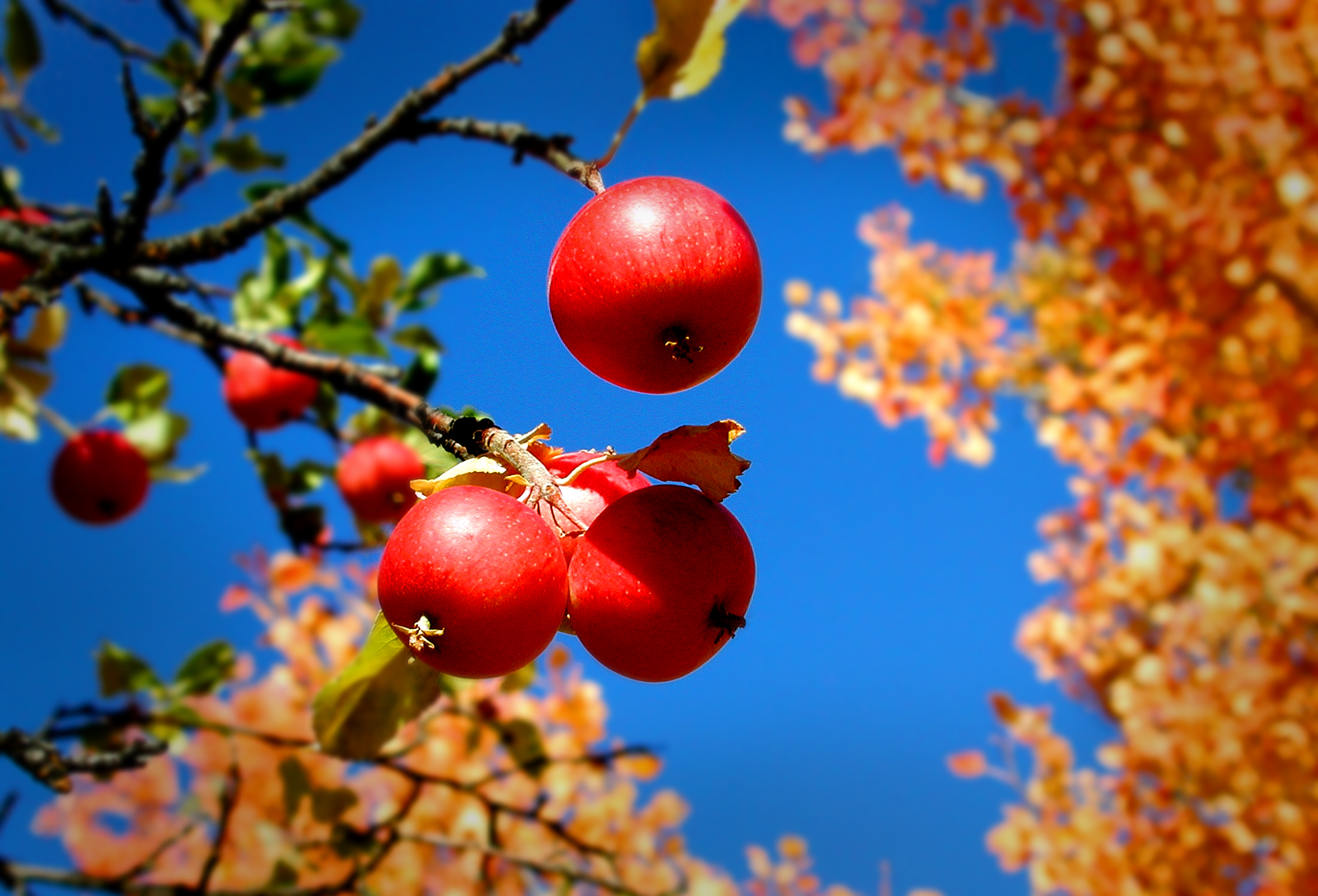 Organic Orchard