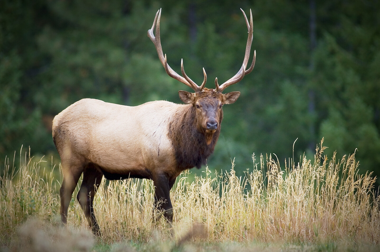 Mr. Elk