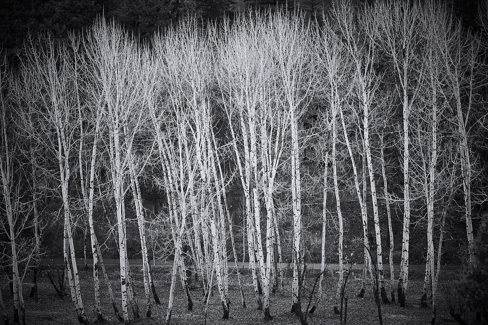 Late Fall Aspens