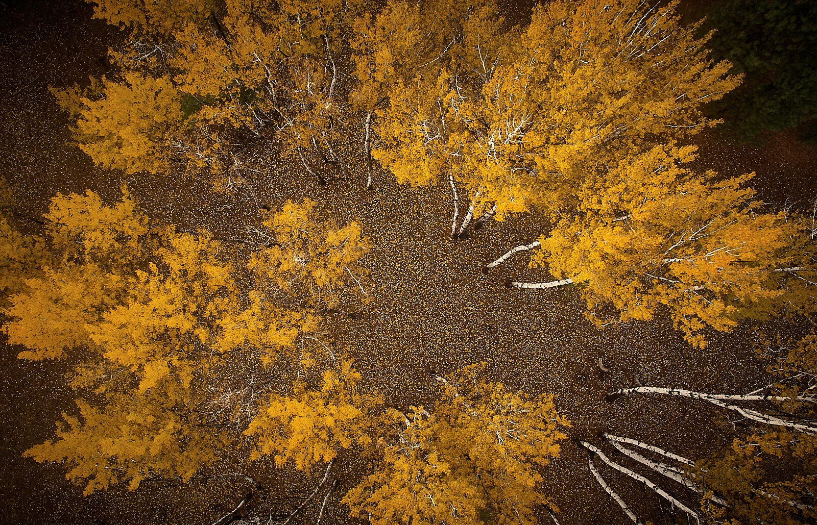 Aspens From Above