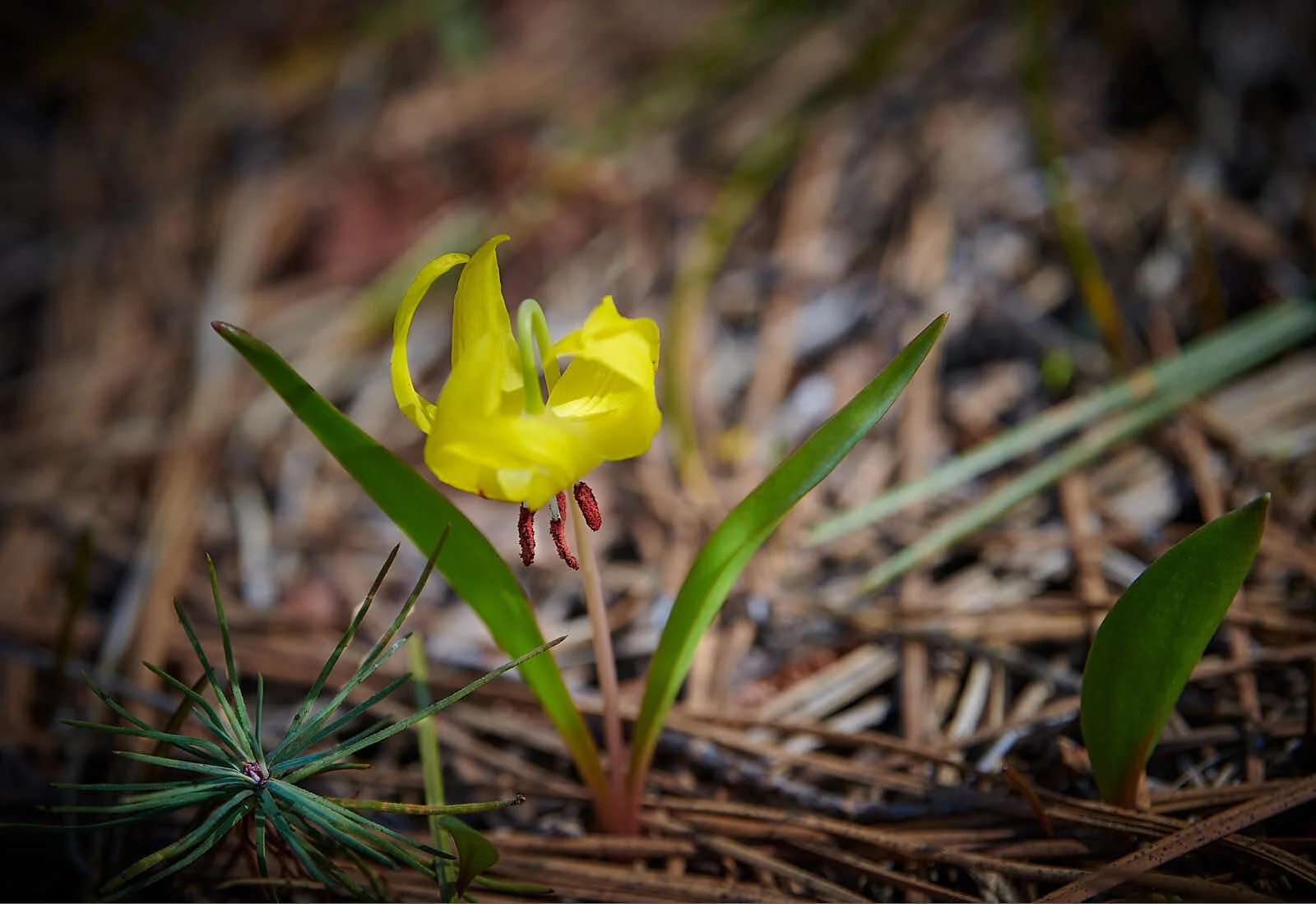 Spring Is In The Air