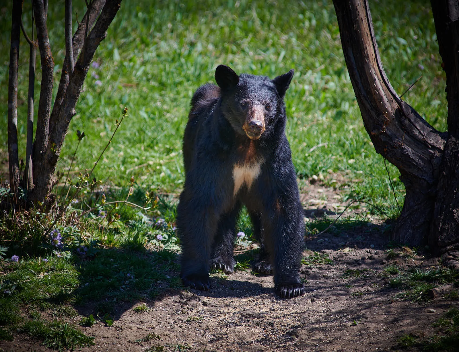 Bailey and her new cub &amp; the bulls