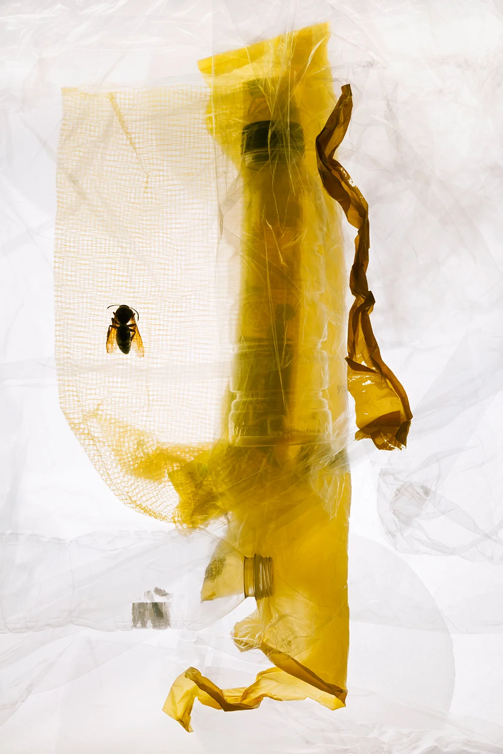 hannahkraus_morphologies_wasp_nest.jpg