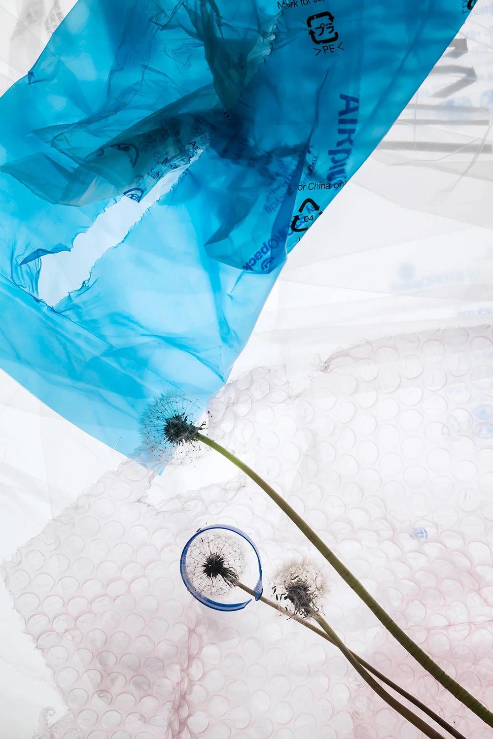 hannahkraus_morphologies_fragile_seeds.jpg