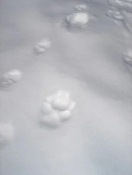 wolf track unmistakably larger than a coyote track