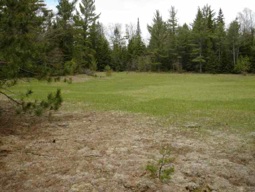 Especially in spring, look for secluded meadows for feeding bears