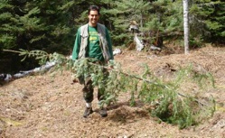 Bears don't really use Charmin like the commercials would like you to believe. Pine trees are their paper of choice