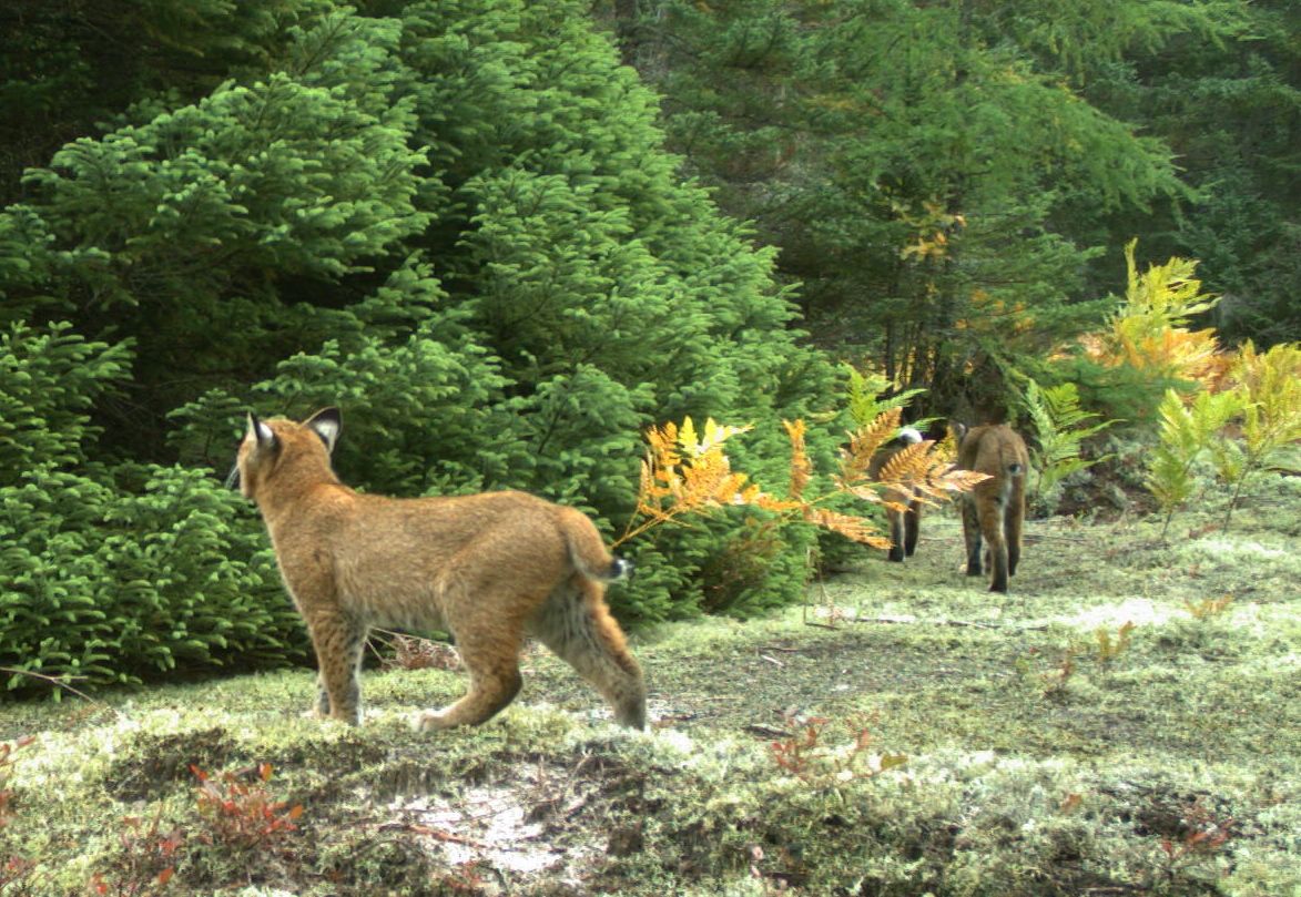 bobcat.jpg